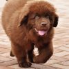 Brown Newfie Puppy Dog paint by number