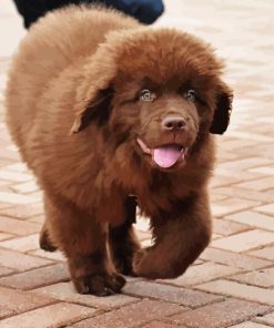 Brown Newfie Puppy Dog paint by number
