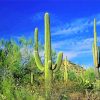 Cactus In Saguaro National Park paint by number