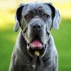 Close Up Neapolitan Mastiff paint by number
