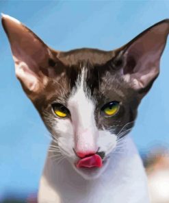 Cornish Rex Cat Head paint by number
