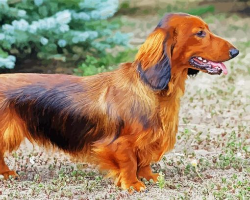 Dachshund Dog paint by number