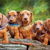 Dachshund Puppies paint by number