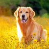 Golden Retriever In Field Of Flowers paint by number