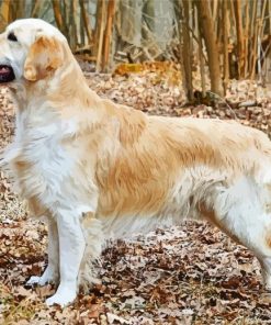 Golden Retriever Dog paint by number