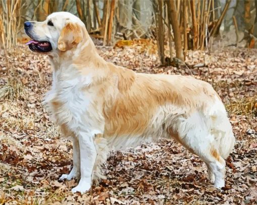 Golden Retriever Dog paint by number