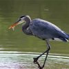 Grey Herron paint by number
