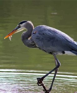 Grey Herron paint by number