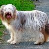 Happy Bearded Collie paint by number