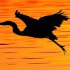 Heron In Flight Sunset Silhouette paint by number