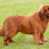 Newfoundland Dog paint by number