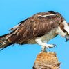 Osprey Bird paint by number