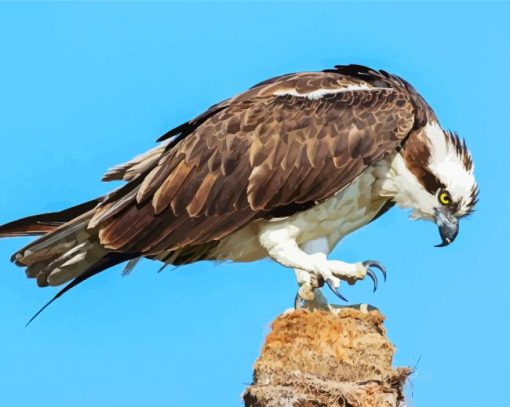Osprey Bird paint by number