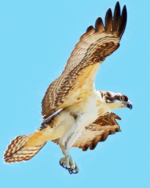 Osprey Flying paint by number