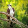 Osprey On Branch paint by number