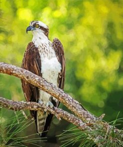 Osprey On Branch paint by number
