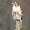 Red Tailed Hawk Bird paint by number