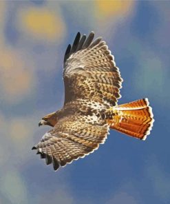 Red Tailed Hawk Flying paint by number