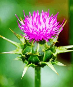 Thistle Flowering Plants paint by number