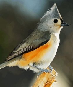 Tufted Titmouse Birds paint by number