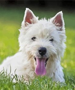 Westie Dog paint by number