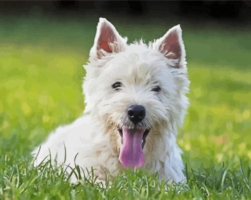 Westie Dog paint by number