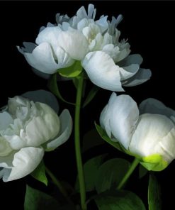 White Peonies paint by number