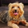 Australian Terrier Dog Animal paint by number