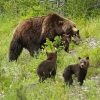 Bear Mother With Her Kids paint by number