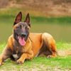 Belgian Malinois Dog Animal paint by number