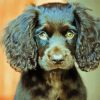 Boykin Spaniel Puppy Animal paint by number