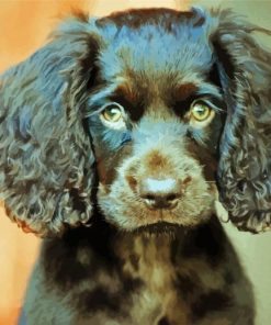 Boykin Spaniel Puppy Animal paint by number