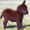 Brown Mini Donkey paint by number