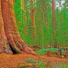 California Redwoods Landscape paint by number