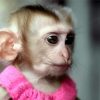 Cute Monkey In Dress paint by number