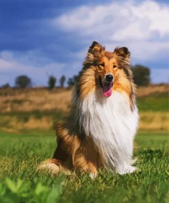 Cute Rough Collie paint by number