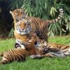 Cute Tiger Mother With Babies paint by number