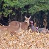 Deer With Turkeys In Field paint by number