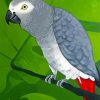 Grey Parrot paint by number
