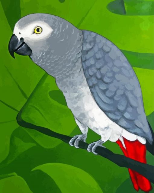 Grey Parrot paint by number