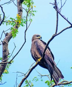 Indian Spotted Eagle On Tree paint by number