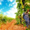 Italy Vineyard Landscape Nature paint by number