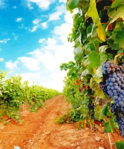 Italy Vineyard Landscape Nature paint by number