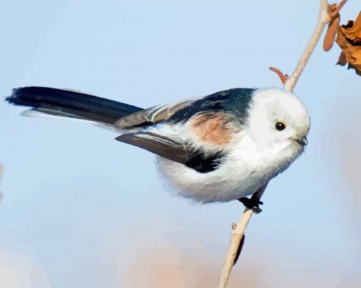 Long Tailed Tit Bird paint by number