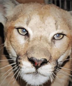 Mountain Lion Face paint by number