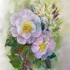 Musk Roses Art paint by number