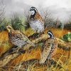 Northern Bobwhite Birds paint by number