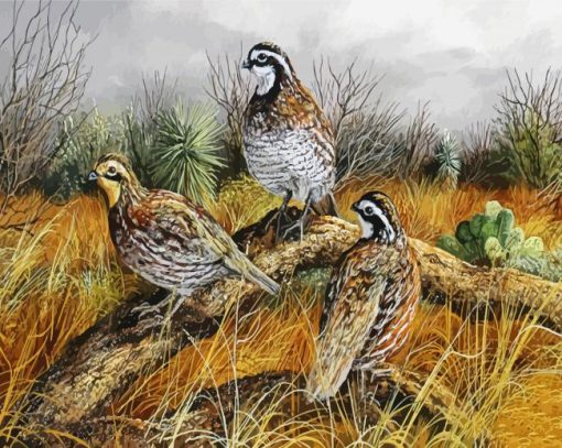 Northern Bobwhite Birds paint by number
