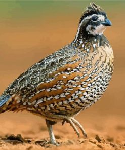 Northern Bobwhite paint by number