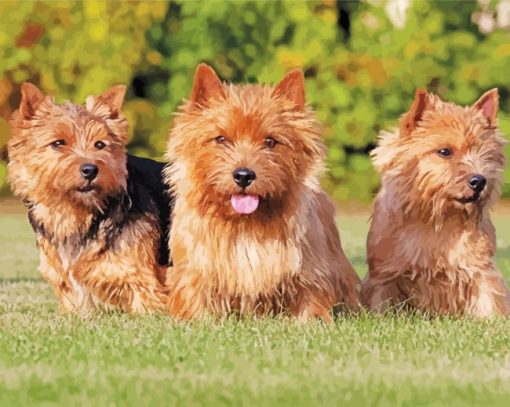 Norwich Terrier Dogs paint by number